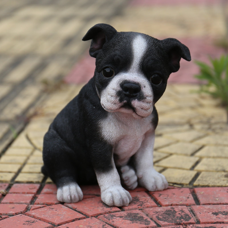 Boston terrier mixed 2024 with a pug